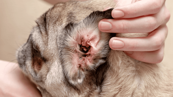 The ear canal of a pug with visible dark discharge