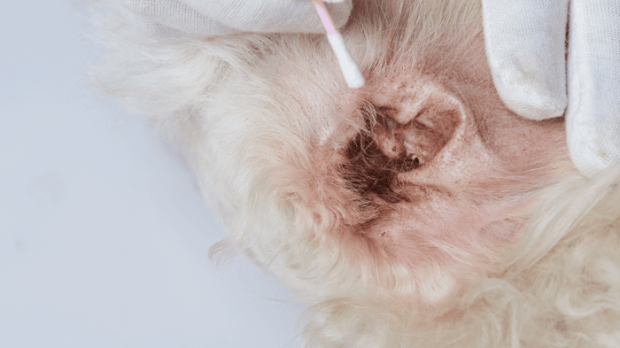 Dark brown gunk or discharge within a Maltese dog's ear from an infection