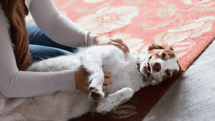 owner massages dog's back and belly with rumbling or gurgling sound