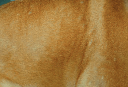 Raised lumps on dog skin from food allergies