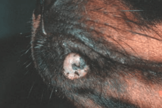 A large white bump under jaw of dog from Canine Cutaneous Histiocytoma