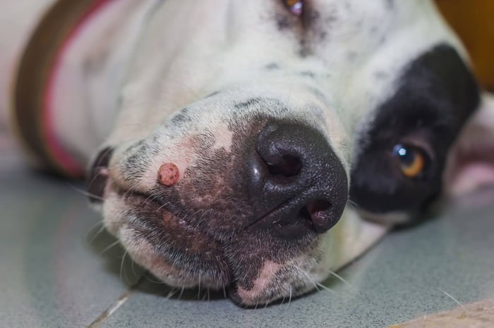 A wart on the upper part of dog's lip