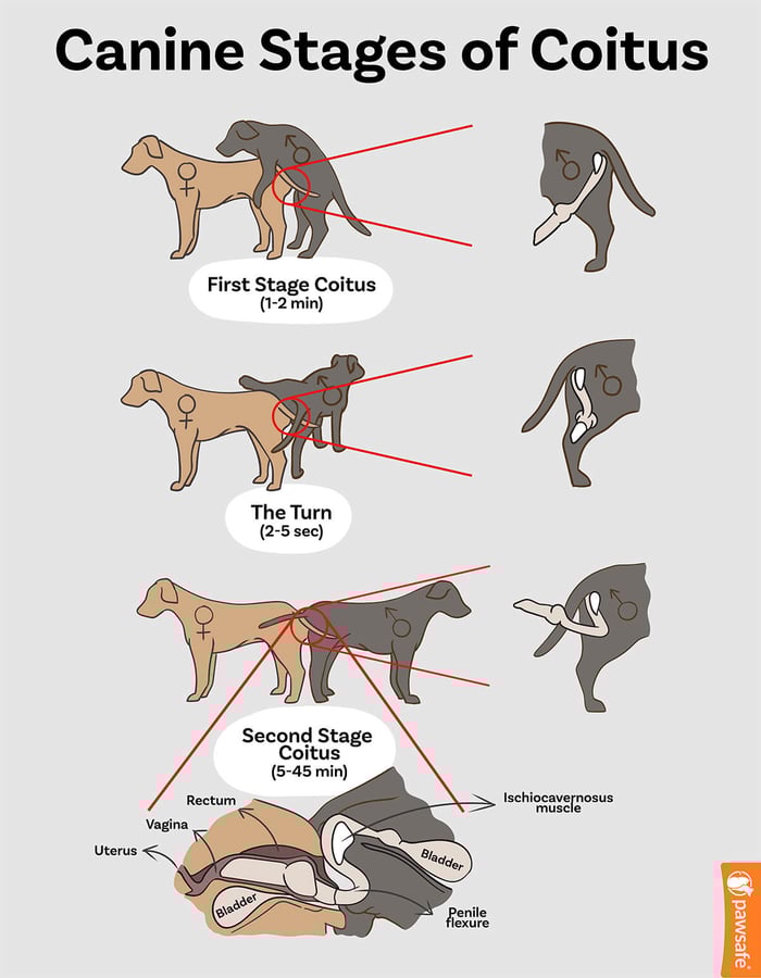 canine stages of coitus