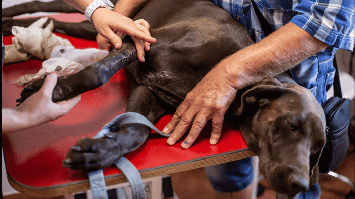 a dog laying on a table while two people feel the leg for signs of pain or injury