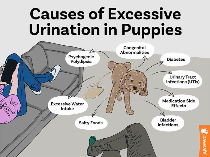 causes of excessive urination in puppies