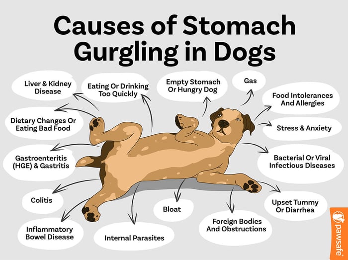 causes of stomach gurgling in dogs