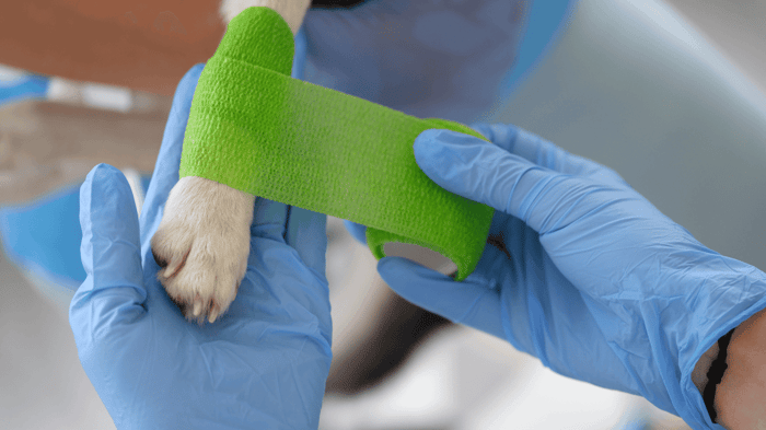 A veterinarian treating a dog's limping by bandaging the leg