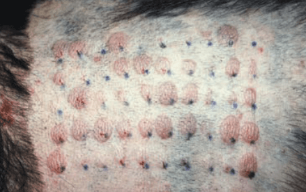 raised bumps on dog skin from contact with allergens