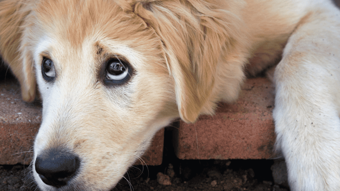 A Golden Retriever puppy looking up ward with big eyes'