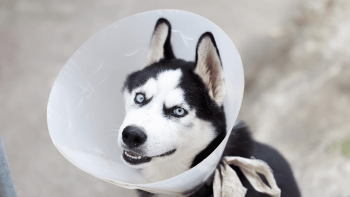 A Husky dog after neutering with a cone around head close up