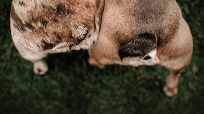 two dog's butts pressed together