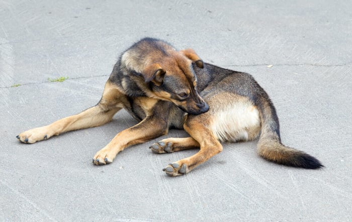 dog cobbing or nibbling on hindleg on pavement