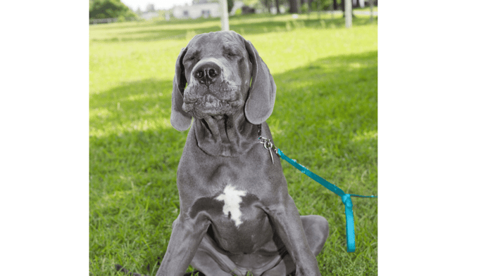 A blue Great Dane puppy scrunching face looking like it is constipated