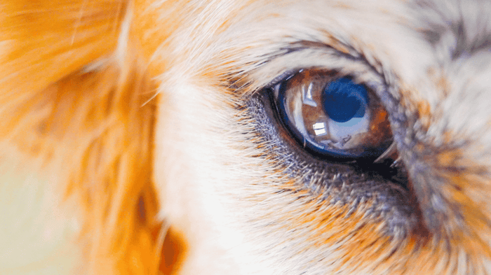 a close up of the pupil in a dog's eye