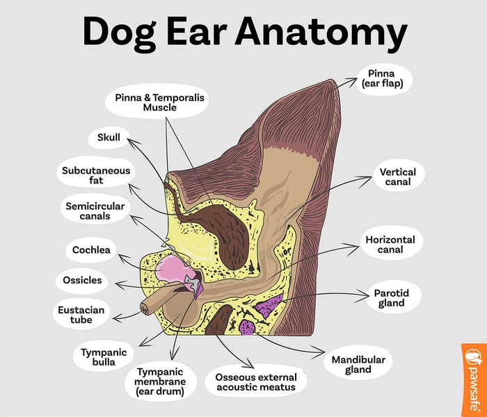 dog ear anatomy
