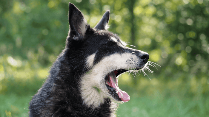A dog coughing in a field