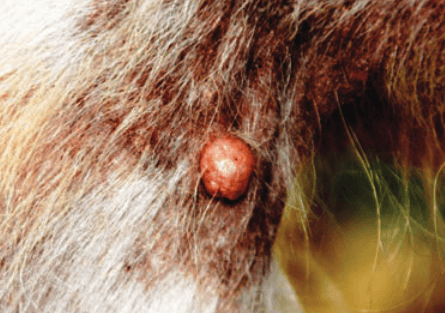 nodular sebaceous Hyperplasia bump dog skin