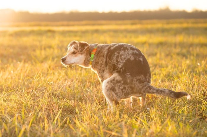 a dog pooping clear liquid in the grassy field