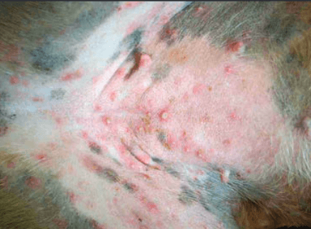 bumps with white head from puppy pustular demodicosis