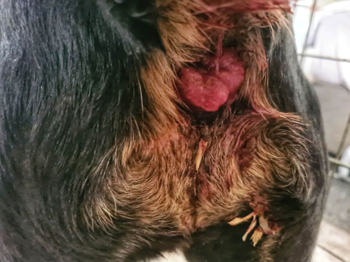 A rectal prolapse on a dog with a red and inflamed anus with rectal tumors