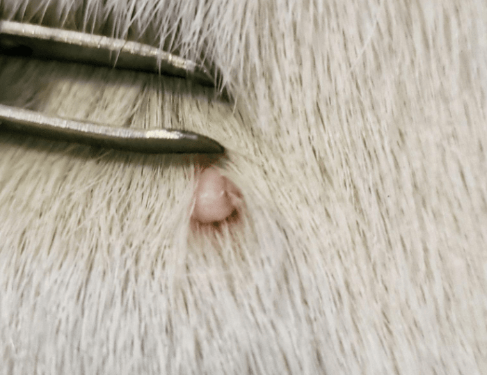 A skin tag as white bump on skin of white Bull Terrier dog