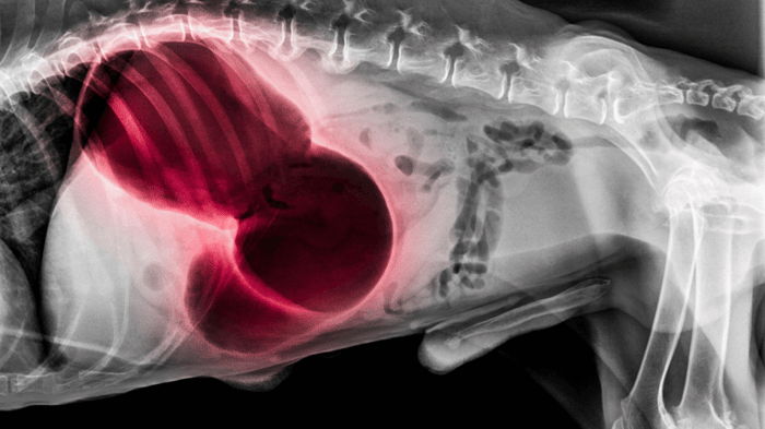 X-ray showing a dog's stomach to check causes of gurgling