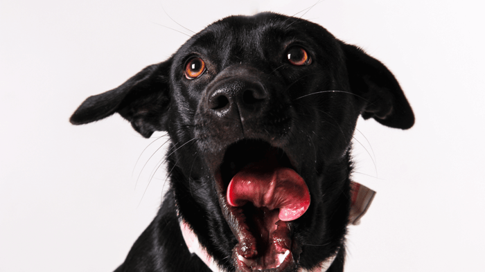 A dog opening their mouth to cough or clear their throat