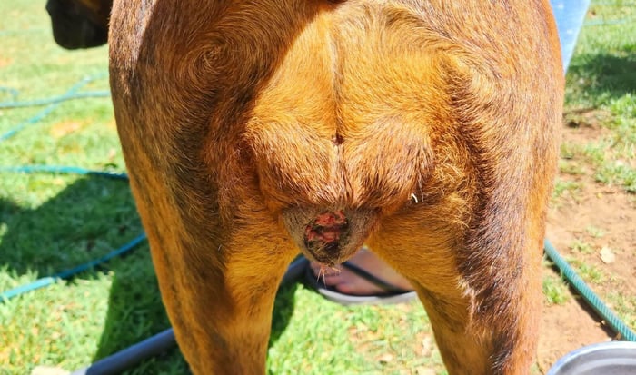 rear end female dog in heat bleeding vaginal prolapse