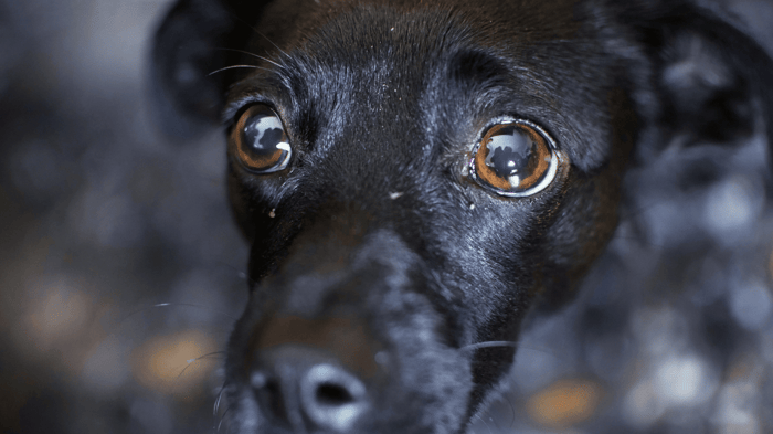 black dog with whale eye or side eye