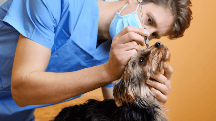 A veterinarian examining a dog's eye