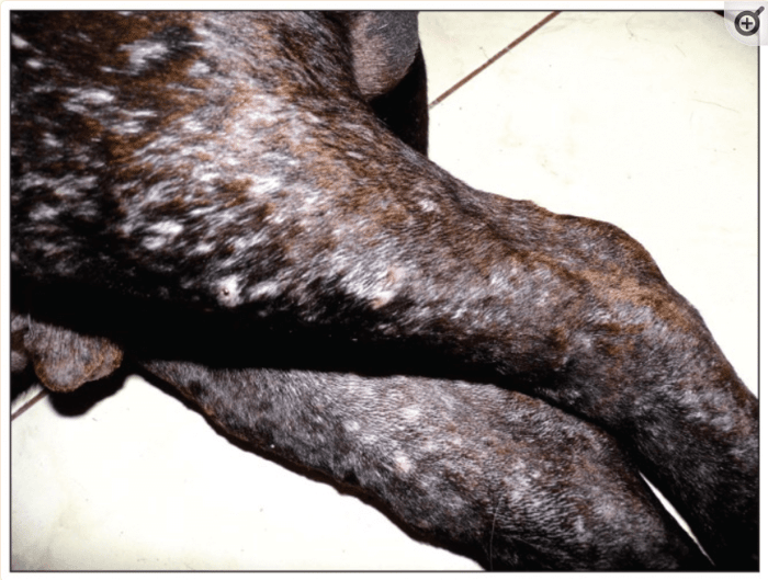 Follicular cysts covering dogs legs making white bumps in the skin