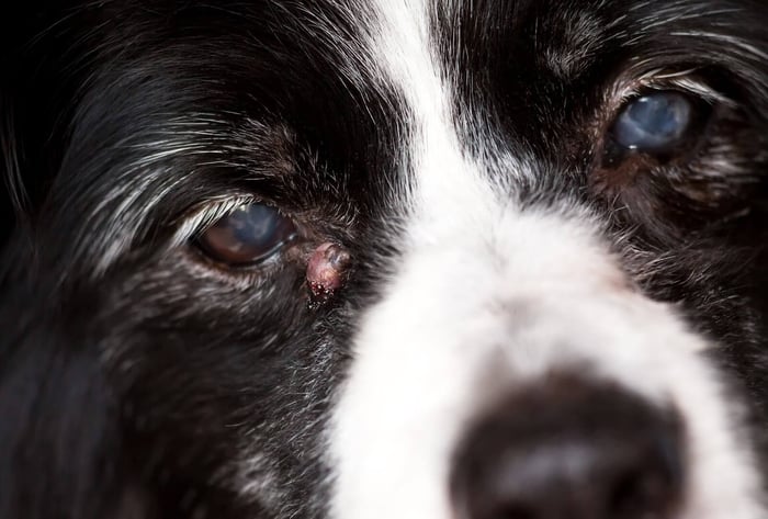 old dog with sebaceous cyst under eye making a white pink bump in skin