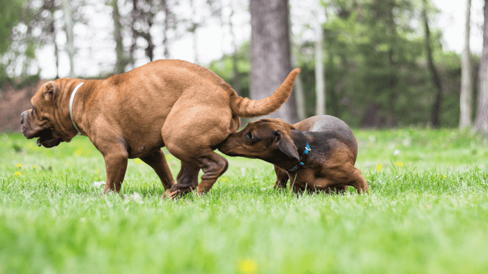 A Dachshund sniffing the rear of a bigger female dog in heat