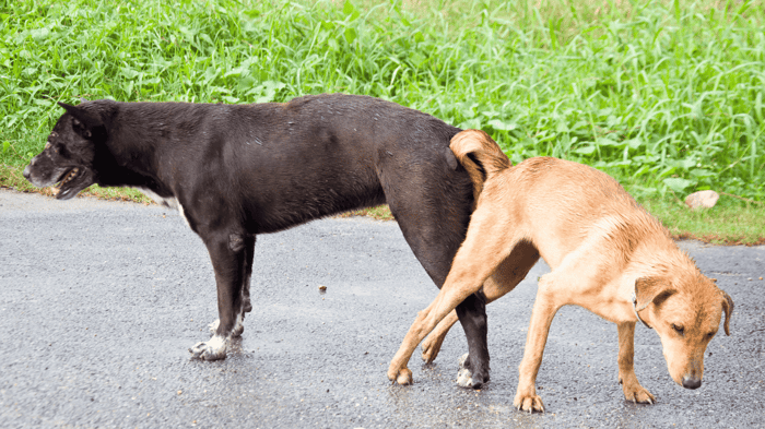 Labrador dogs stuck together mating red dog pulling away from brown one