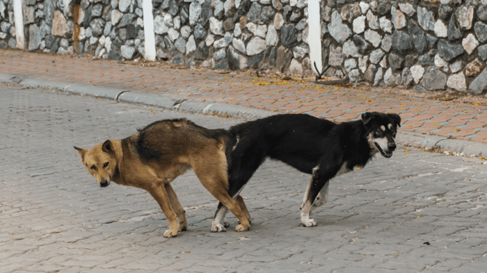 Two feral dogs on street tied together