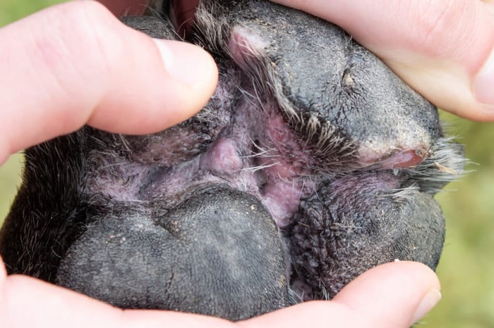 A dog with severely inflamed swollen bumps in paw pads from atopic dermatitis