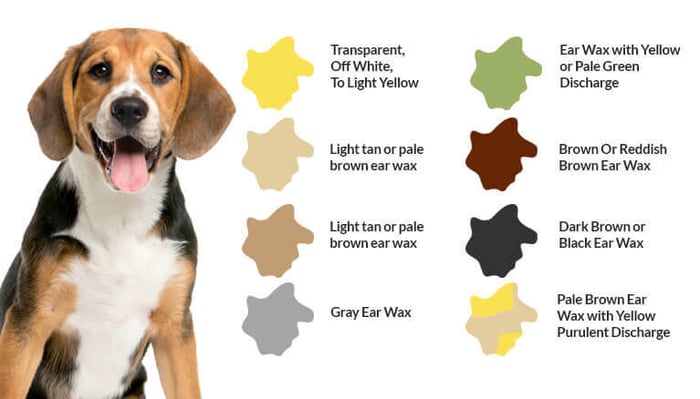 Ear Wax Color Chart Information