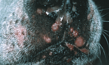 epitheliotropic lymphoma showing up as white bumps and sore on dog mouth