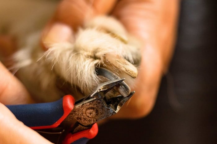 Dog Nail Fungus: Symptoms, Causes, & Solutions
