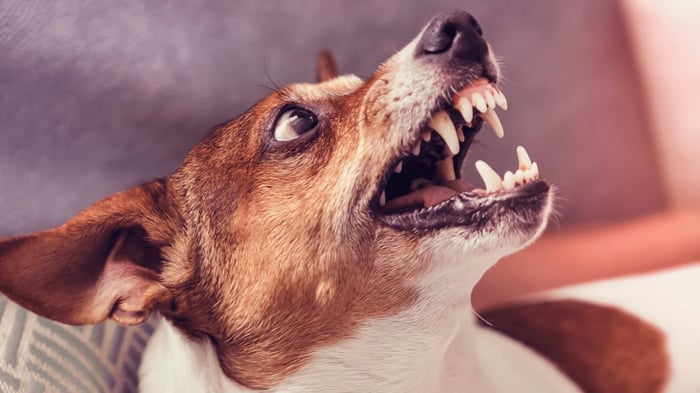 10 Signs Your Dog Doesn’t Like You: What to Do About It