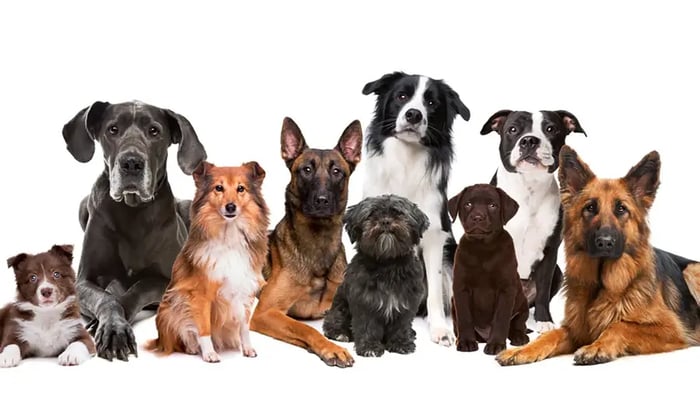 Dog Harness Size Chart By Breed