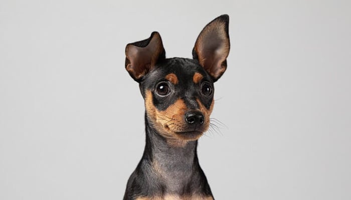 Dog Ear Positions: What Do They Mean for Your Pet?