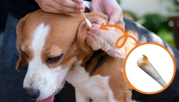 What Do Dog Ear Wax Colors Mean?
