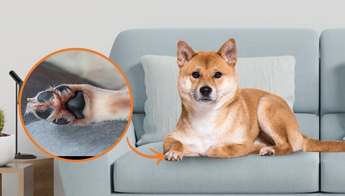 Swollen Dog Paw and Pads: Common Causes & Solutions