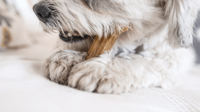 Are Collagen Sticks Safe for Dogs? The Truth About Canine Chews