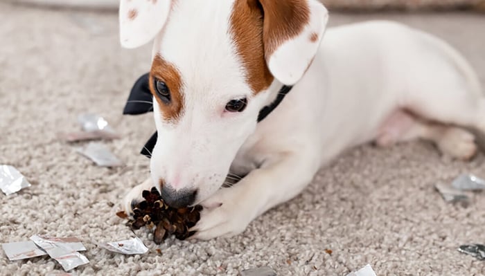 Why Do Dogs Cob? Understanding Gentle Nibbling Behavior