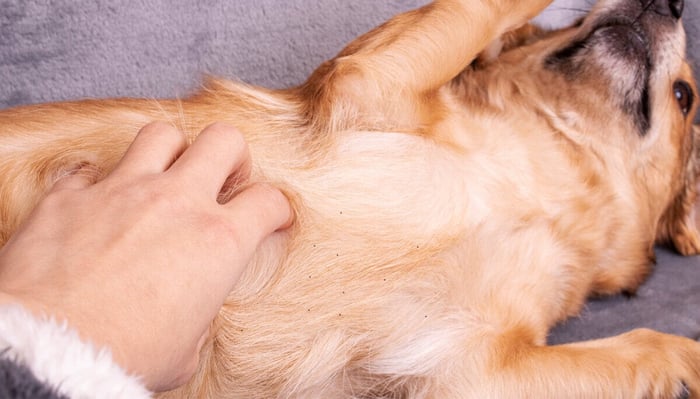 What Are Dog Blackheads? Signs of Skin Issues in Canines