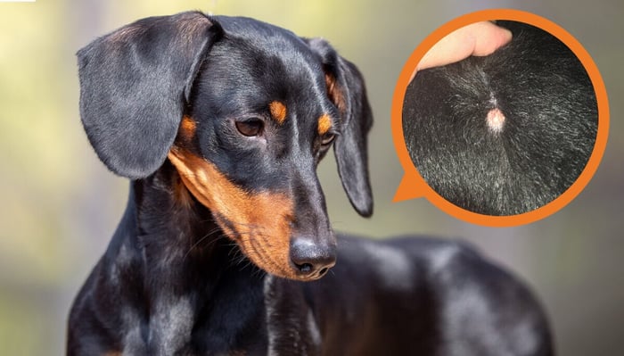 Ingrown Hairs in Dogs: Symptoms, Treatment & Prevention