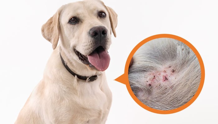 Dog Folliculitis: Causes, Symptoms, and Treatment Options