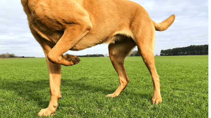 Why Is My Dog Limping but Not in Pain? Causes & Solutions